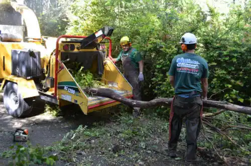 tree services Enfield